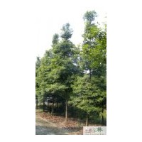 四川苗木楨楠米徑8公分