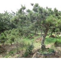 油松專供，基地專業(yè)銷售油松