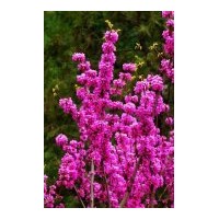 四川苗圃苗木紫荊高度：50-60公分