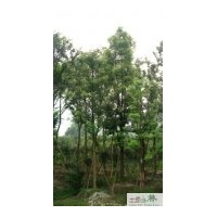 供應(yīng)12的香樟 成都香樟