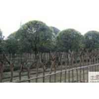 供應(yīng)朱砂桂