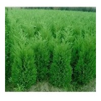 供應(yīng)塔柏、櫸樹、木槿、蜀檜、紅楓、櫻花、桂花、榆葉梅、金銀花