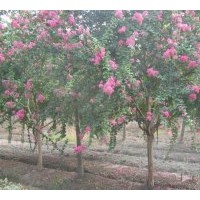 供應(yīng)百日紅、江蘇百日紅、百日紅價格播報