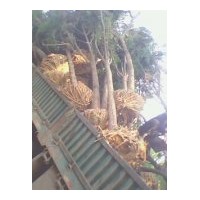 供應(yīng)各規(guī)格 國槐 白蠟 法桐 垂柳 臭椿