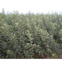 基地銷雙7以上蘋果苗木量大