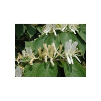 供應(yīng)金銀木 連翹 棣棠 朝鮮黃楊