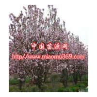 供應綠化苗木西府海棠苗木價格