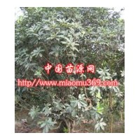 供應綠化苗木絲棉木，提供絲棉木苗木價格