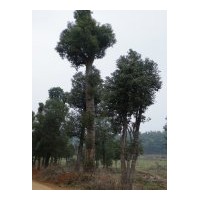 湖南出售香樟樹(shù)
