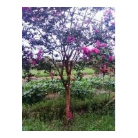 供應欒樹、香樟、紫薇、紅楓、雞爪槭、櫻花、垂絲海棠、無患子