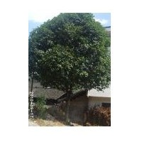 常年供應(yīng) 天竺桂 廣玉蘭 桂花 杜英 黃葛樹等喬木