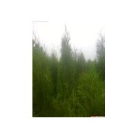 供應1.8米以上土球側柏苗