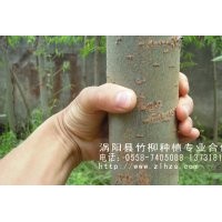 ====批發(fā)銷(xiāo)售竹柳苗，美國(guó)竹柳，速生竹柳！======