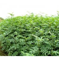 供應(yīng)花椒苗