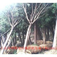 山東國(guó)槐基地供應(yīng)國(guó)槐