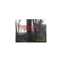 專供榆樹(shù)苗米徑2-40公分60萬(wàn)棵