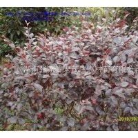 供應(yīng)紅繼木球,紅繼木苗,紅繼木