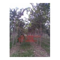 供應(yīng)巨紫荊6-12CM