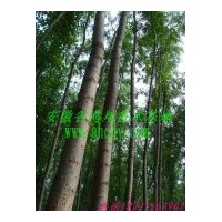 供應(yīng)美國(guó)竹柳 美國(guó)竹柳的十大優(yōu)點(diǎn)