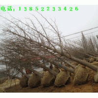 各種規(guī)格銀杏樹(shù)