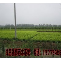 供應(yīng)各種綠化苗木