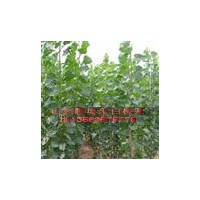 山東速生楊 107速生楊