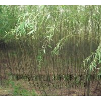 山東速生柳 優(yōu)質(zhì)速生柳