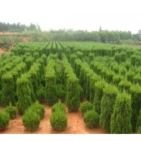 供應(yīng)龍柏球