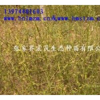 供應(yīng)枳殼苗