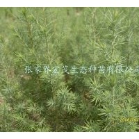 供應(yīng)柏木苗木