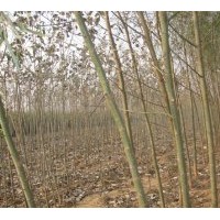 供應千頭椿 臭椿 國槐 金葉榆 榆樹 紅葉椿 法桐 黃柳