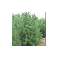 供應白皮松 供應油松 供應華山松