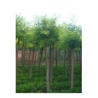 供應(yīng)金葉榆 垂柳 河北垂柳 速生柳 河北速生柳 火炬 河北火炬 國(guó)