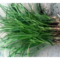 供應(yīng)麥冬草