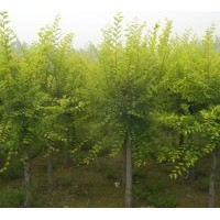 供應(yīng)3-8公分金葉榆，8公分白蠟3年冒，8公分毛白楊