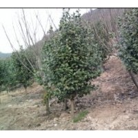 供應(yīng)各類規(guī)格茶花，茶梅