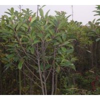 紅葉石楠供應(yīng)