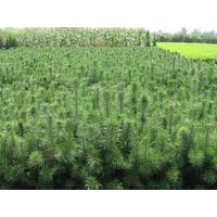 供應綠化苗木：歐美107、108速生楊、新疆楊、毛白楊、中華紅葉楊