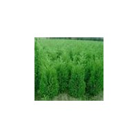 蜀檜龍柏供應(yīng) 蜀檜，龍柏，紅葉石楠，大葉女貞