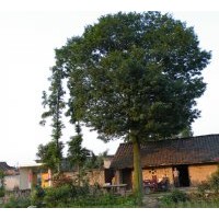 出售風景樹(皂角樹)