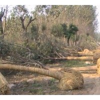 專業(yè)種植法桐、綠化法桐，速生法國梧桐，國槐、黃金槐