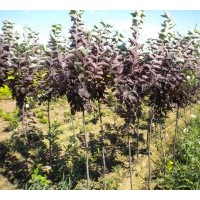 供紫葉稠李 紫葉風(fēng)箱果 紅王子錦帶等