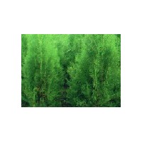 供應(yīng)側(cè)柏 白皮松 油松 華山松 儈柏