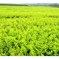 供應(yīng)法國(guó)冬青 金葉女貞 垂絲海棠 草坪各種規(guī)格