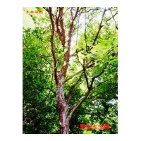 供應(yīng)血皮槭