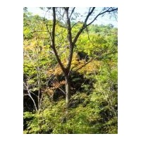 供應(yīng)核桃樹