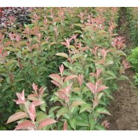 大量出售果樹(shù)苗占地苗綠化苗風(fēng)景樹(shù)，各種樹(shù)