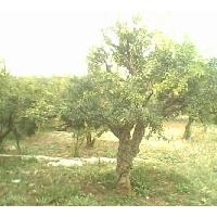 低價出售石榴樹歡迎您來選購