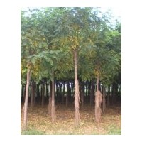 供應(yīng)河北香花槐小苗