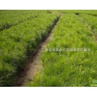 供應(yīng)濕地松 廣玉蘭，紅白玉蘭，深山含笑，樂昌含笑